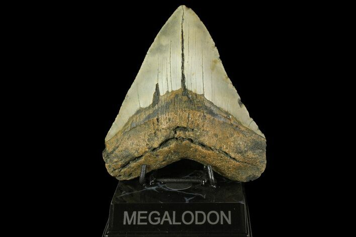 Fossil Megalodon Tooth - North Carolina #158208